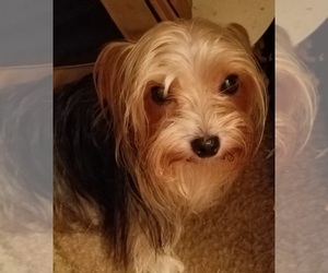 Mother of the Yorkshire Terrier puppies born on 10/08/2025