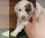 Small Photo #12 Poodle (Miniature) Puppy For Sale in FILLMORE, UT, USA