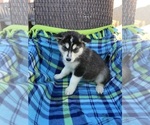 Small Photo #6 Alusky Puppy For Sale in GARDEN GROVE, CA, USA