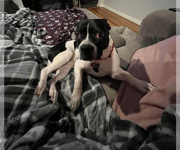 Medium Photo #2 Boglen Terrier Puppy For Sale in Caldwell, NJ, USA