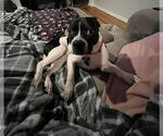 Small #1 Boglen Terrier