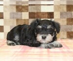 Small #1 Schnauzer (Miniature)
