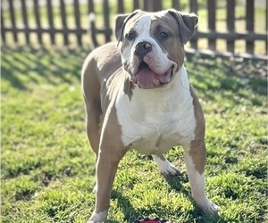 Father of the American Bully puppies born on 01/13/2024