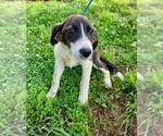 Small #3 Labrador Retriever Mix