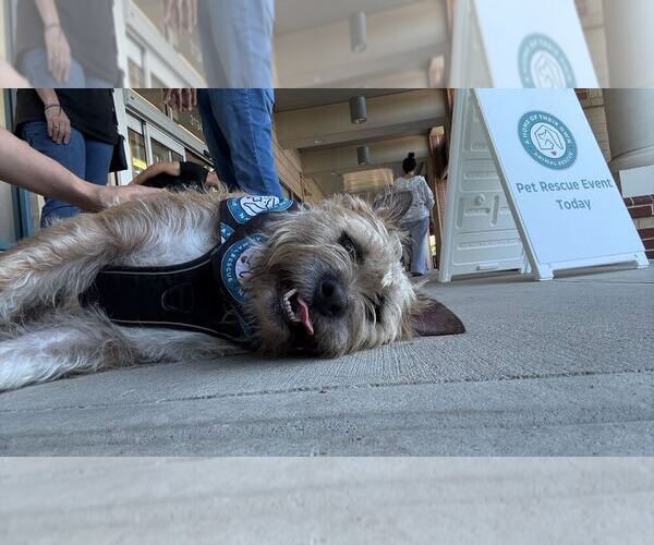 Medium Photo #3 Mutt Puppy For Sale in Silver Spring, MD, USA