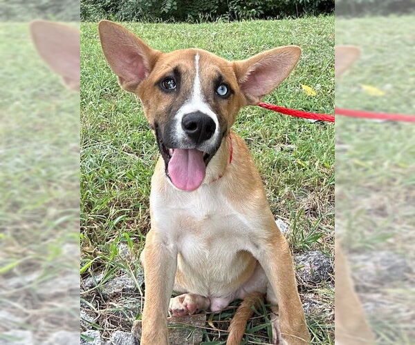 Medium Photo #2 German Shepherd Dog-Huskies  Mix Puppy For Sale in Wetumpka, AL, USA