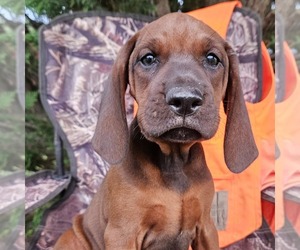 Redbone Coonhound Puppy for sale in DENVER, PA, USA