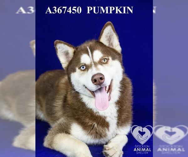 Medium Photo #2 Siberian Husky Puppy For Sale in Stockton, CA, USA