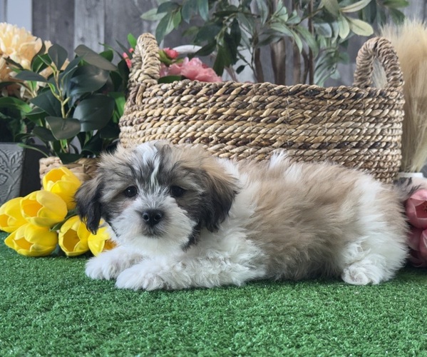 Medium Photo #2 La-Chon Puppy For Sale in CANOGA, NY, USA