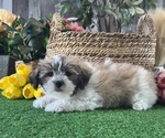 Small #1 La-Chon