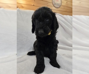 Labradoodle Puppy for sale in WILLIAMSTOWN, KY, USA