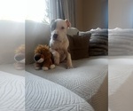 Small #15 American Pit Bull Terrier