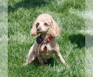 Father of the Cavapoo (Miniature) puppies born on 02/23/2026