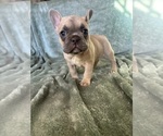 Small #5 French Bulldog