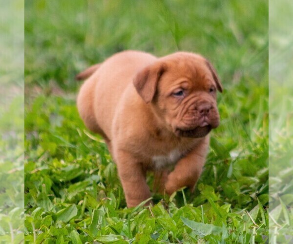 Medium Photo #3 Mastiff Puppy For Sale in MYERSTOWN, PA, USA