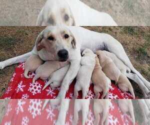 Mother of the Labrador Retriever puppies born on 02/28/2023