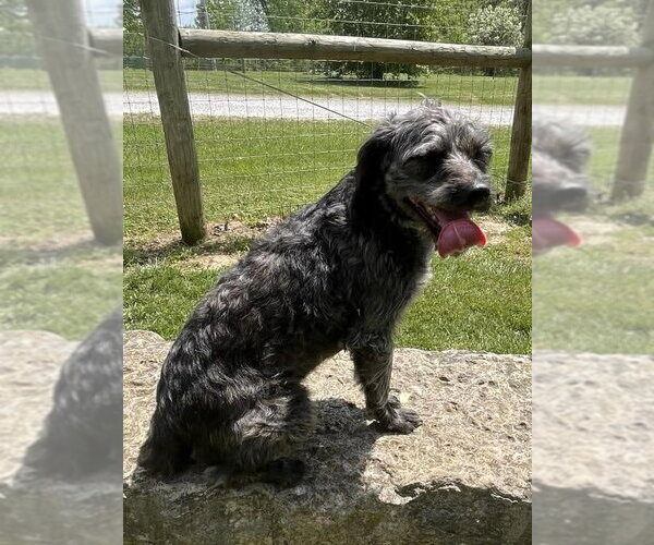 Medium Photo #2 Poodle (Miniature)-Unknown Mix Puppy For Sale in Osgood, IN, USA