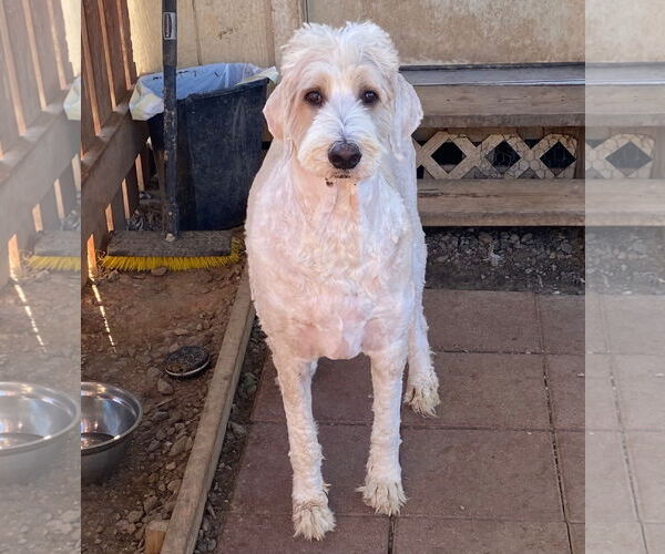 Medium Photo #5 Poodle (Standard)-Unknown Mix Puppy For Sale in Pacolet, SC, USA