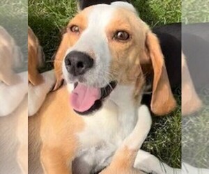 Mother of the Beagle puppies born on 04/06/2025