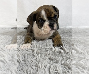 English Bulldog Puppy for sale in MYRTLE BEACH, SC, USA