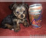 Small Photo #30 Yorkshire Terrier Puppy For Sale in AKRON, OH, USA