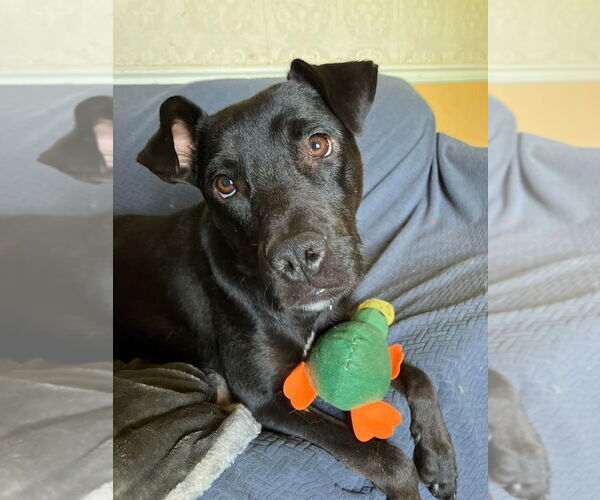 Medium Photo #5 Mutt Puppy For Sale in Candler, NC, USA