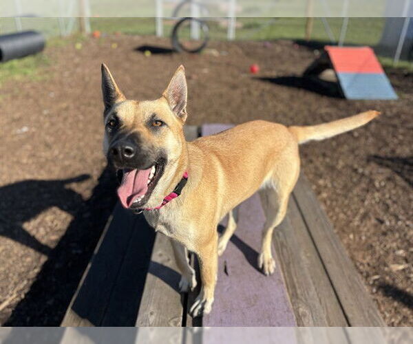 Medium Photo #1 Shepradors Puppy For Sale in McKinleyville, CA, USA