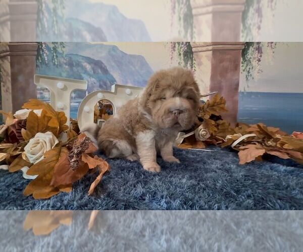 Medium Photo #3 Chinese Shar-Pei Puppy For Sale in OOLOGAH, OK, USA