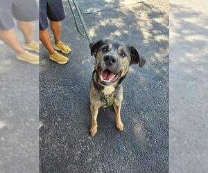 American Bulldog-German Shepherd Dog Mix Dogs for adoption in London, Ontario, Canada