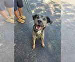 SLINKY - Male American Bulldog-German Shepherd Dog Mix Dog for Adoption - Small photo