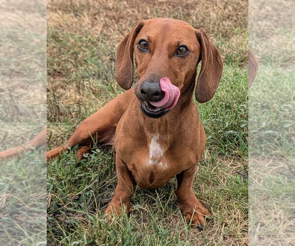 Medium Photo #5 Dachshund Puppy For Sale in Shelbyville, TN, USA