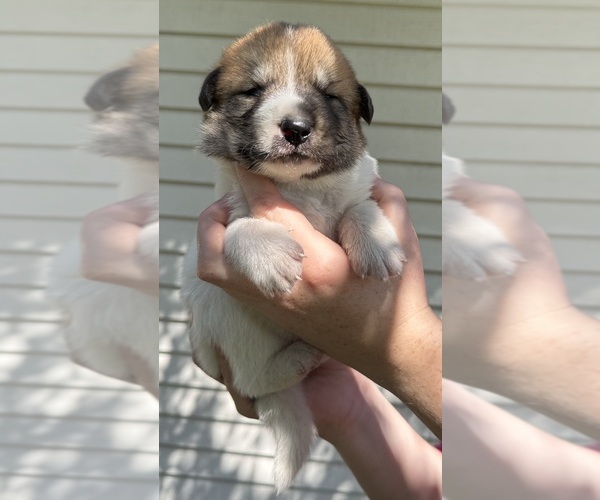 Medium Photo #15 Ausky-Great Pyrenees Mix Puppy For Sale in EDNA, TX, USA