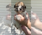 Small #14 Ausky-Great Pyrenees Mix