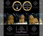 Small Photo #6 Goldendoodle (Miniature) Puppy For Sale in WARSAW, IN, USA