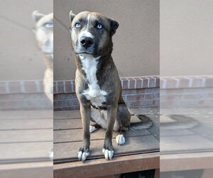 Siberian Husky-Unknown Mix Dogs for adoption in Frisco, CO, USA