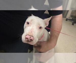 American Pit Bull Terrier-Unknown Mix Dogs for adoption in Riverside, CA, USA