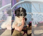 Small Photo #4 Shiranian Puppy For Sale in GREENWOOD, WI, USA