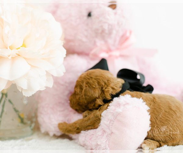 Medium Photo #6 Goldendoodle (Miniature) Puppy For Sale in LITTLE ROCK, AR, USA