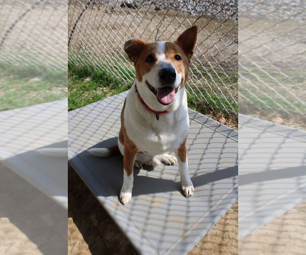 Medium Photo #1 Mutt Puppy For Sale in Evansville, IN, USA