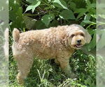 Small #7 Cockapoo