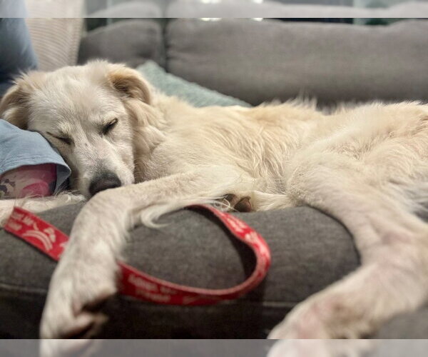 Medium Photo #2 Mutt Puppy For Sale in Canton, CT, USA