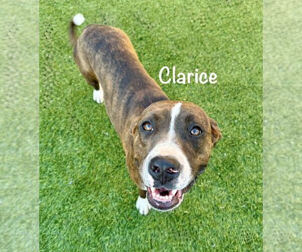 Medium Photo #5 American Staffordshire Terrier-Boxer Mix Puppy For Sale in Cave Creek, AZ, USA
