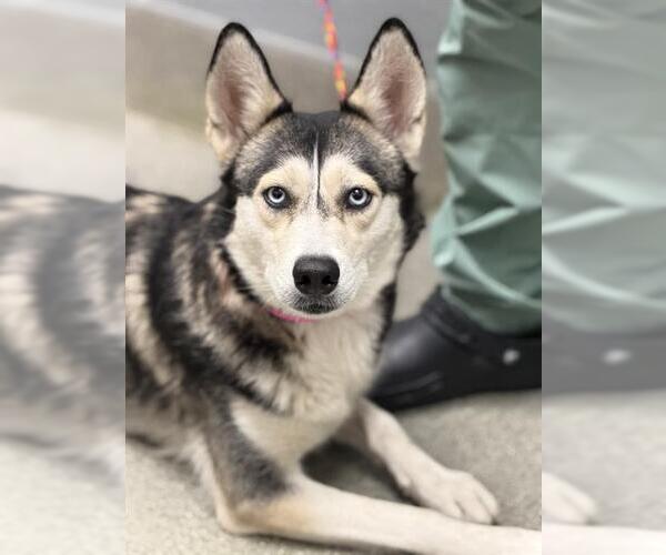 Medium Photo #1 Siberian Husky-Unknown Mix Puppy For Sale in Las Vegas, NV, USA