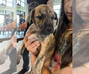 Labrador Retriever-Unknown Mix Dogs for adoption in Holly Springs, NC, USA