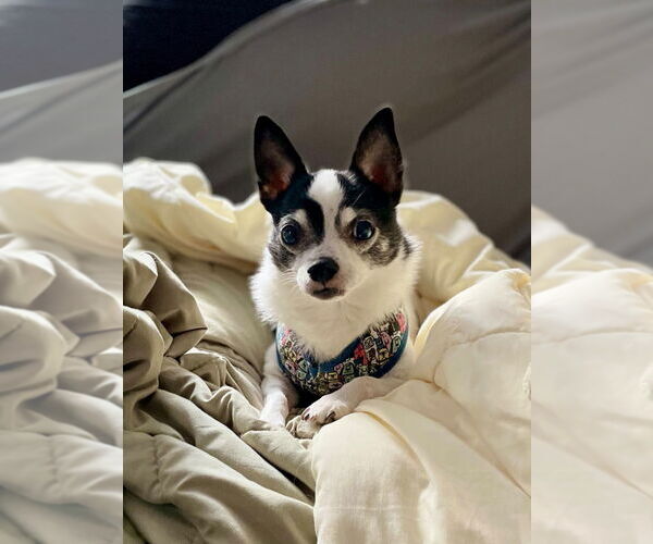 Medium Photo #9 Chihuahua Puppy For Sale in Minneapolis, MN, USA
