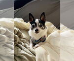 Small #8 Chihuahua