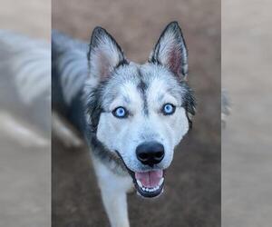 Siberian Husky Dogs for adoption in Sacramento, CA, USA