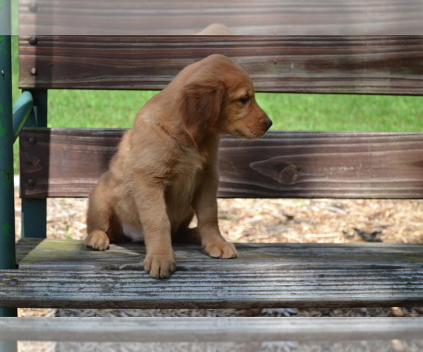 Medium Photo #27 Golden Retriever Puppy For Sale in GREENWOOD, WI, USA