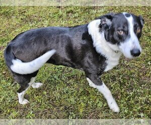 Border Collie-Unknown Mix Dogs for adoption in Olalla, WA, USA