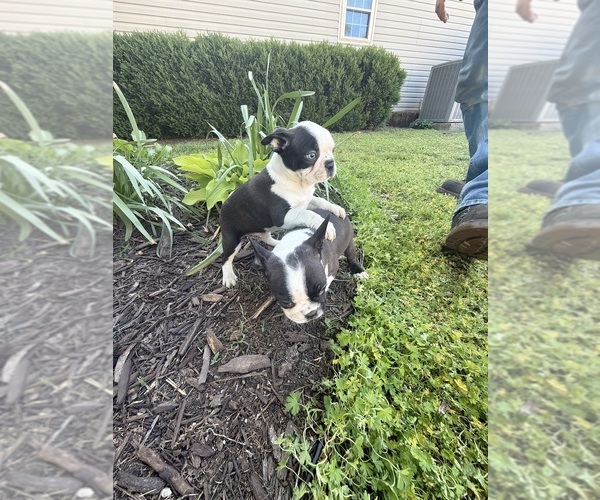 Medium Photo #12 Boston Terrier Puppy For Sale in FREDONIA, KS, USA